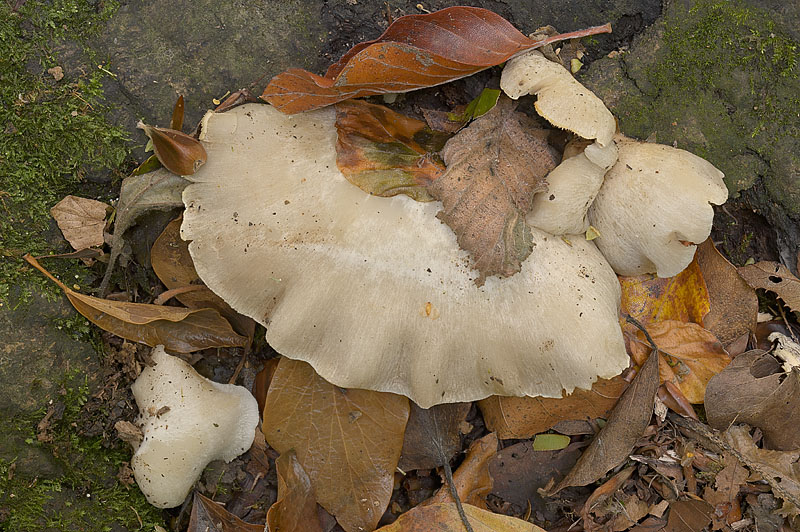 Crepidotus autochthonus